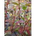 Viburnum bodnantense x 'Dawn' - Viorne de Bodnant