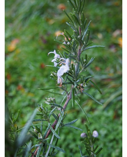 Rosmarinus officinalis 'Barbecue'