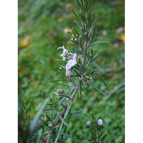 Rosmarinus officinalis 'Barbecue'