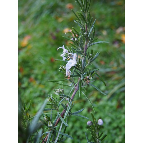 Rosmarinus officinalis 'Barbecue'