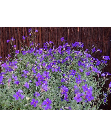 Aubrietia 'Silberrand'