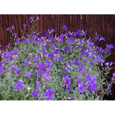 Aubrietia 'Silberrand'