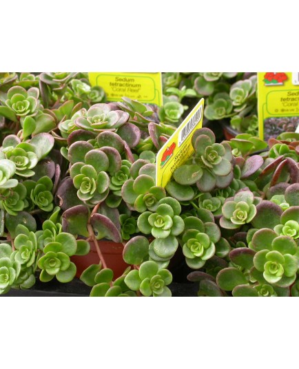 Sedum tetractinum 'Coral Reef'