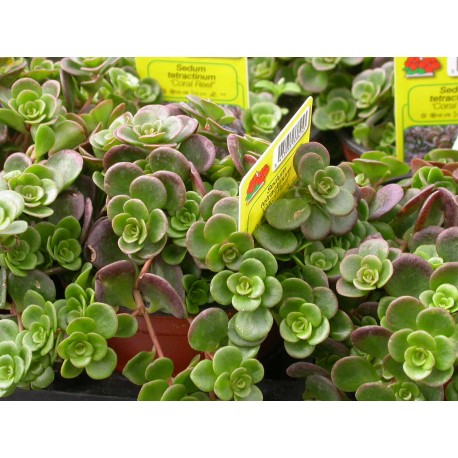 Sedum tetractinum 'Coral Reef'