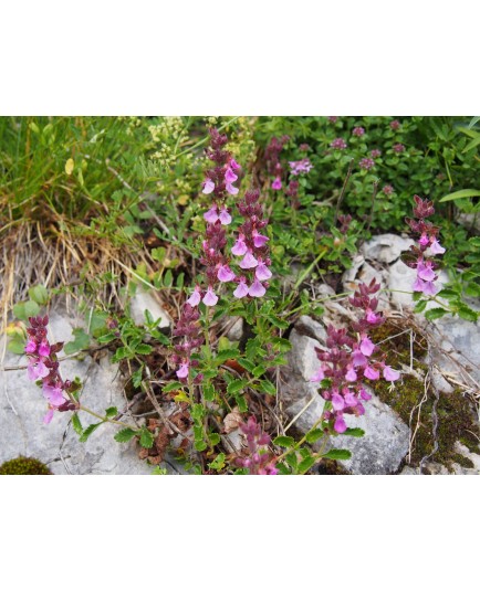 Teucrium chamaedrys