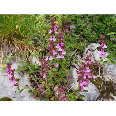 Teucrium chamaedrys