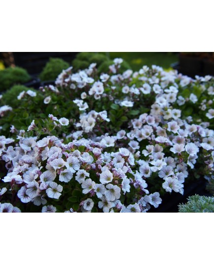 Gypsophila cerastioides