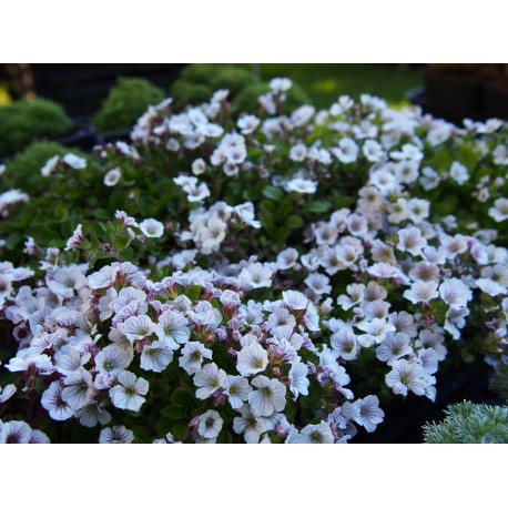 Gypsophila cerastioides