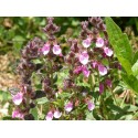 Teucrium chamaedrys