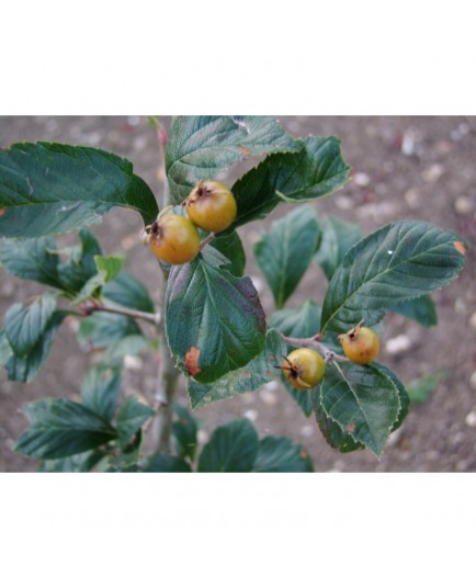 Crataegus lavallei x 'Carrierei' - Aubépine