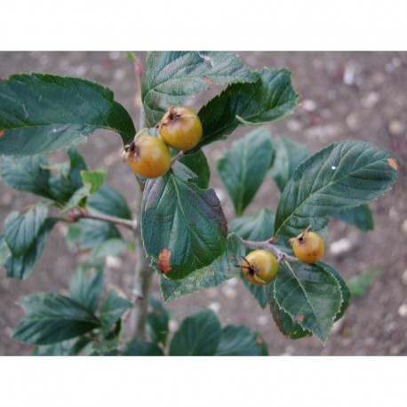 Crataegus lavallei x 'Carrierei' - Aubépine