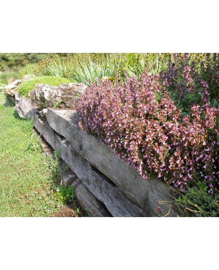 Teucrium chamaedrys 'Nanum'