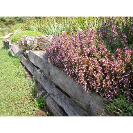 Teucrium chamaedrys 'Nanum'