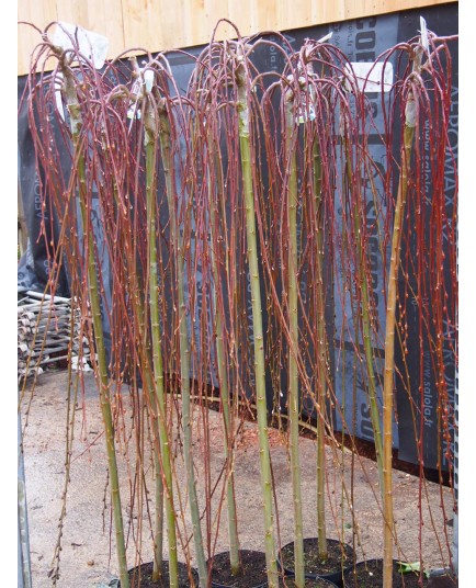 Salix caprea 'Kilmarnock Pendula'