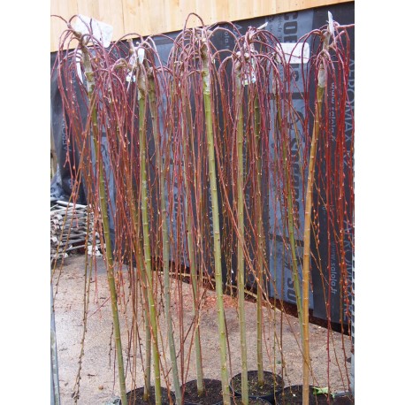 Salix caprea 'Kilmarnock Pendula'