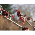 Parrotia persica 'Vanessa' - arbres de fer