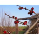 Parrotia persica - arbres de fer,