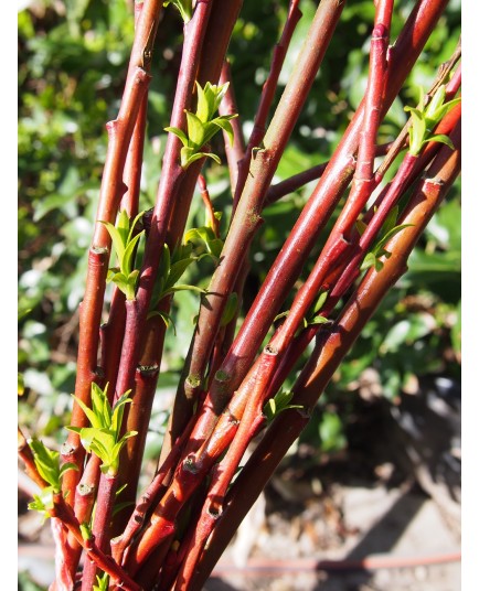 Salix daphnoides bois rouge