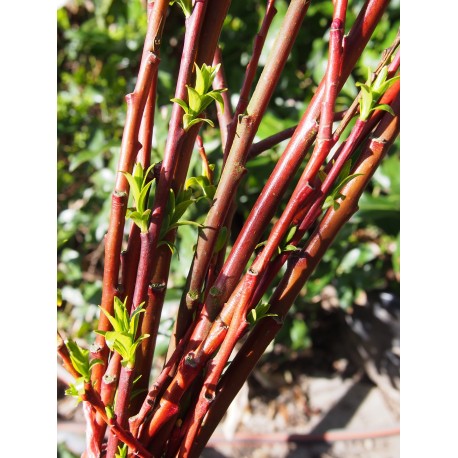 Salix daphnoides bois rouge