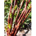 Salix daphnoides bois rouge