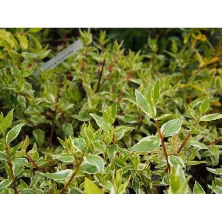 Abelia grandiflora x 'Sparkling Silver'