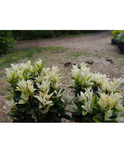 Euonymus japonicus 'Paloma Blanca'