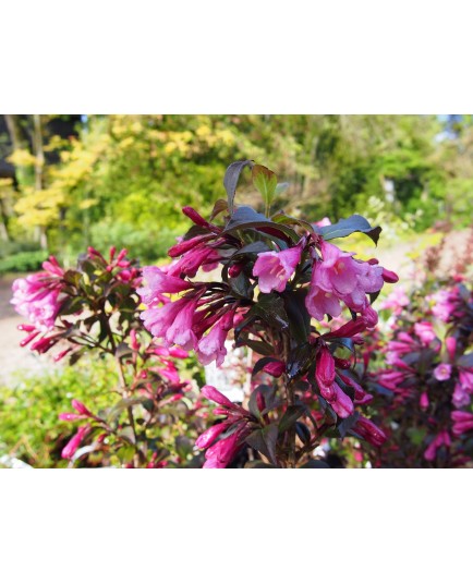 Weigela florida 'Nana Purpurea'