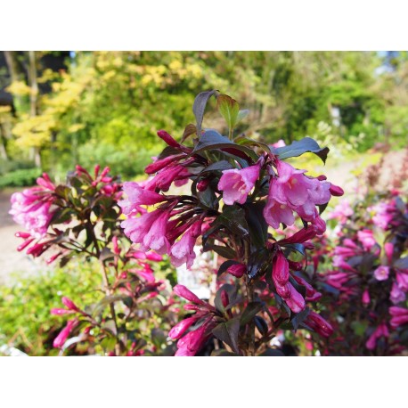 Weigela florida 'Nana Purpurea'