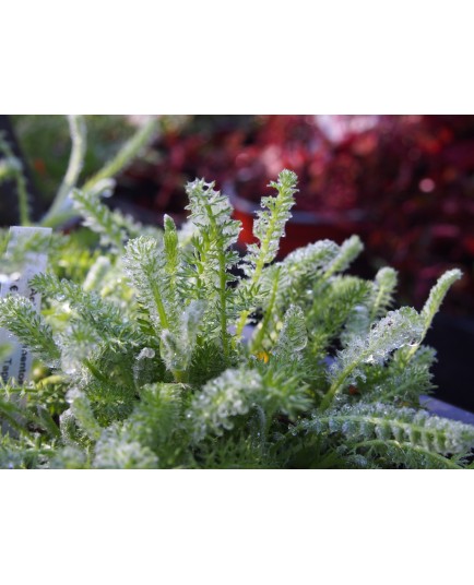 Achillea tomentosa