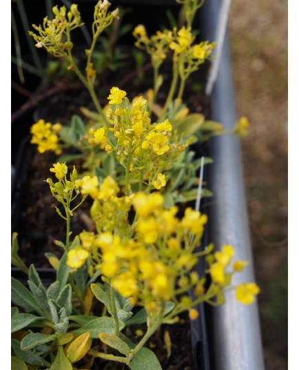 Aurinia saxatilis 'Goldkugel'