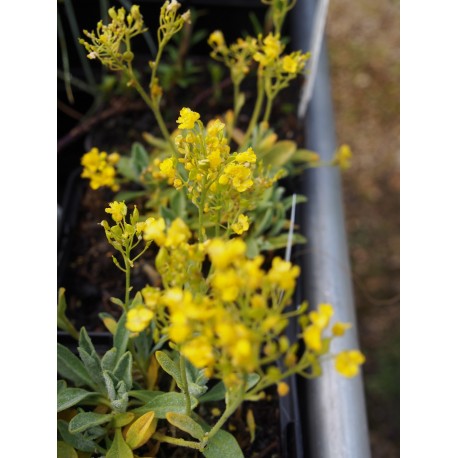 Aurinia saxatilis 'Goldkugel'