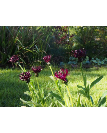 Centaurea montana 'Jordy'