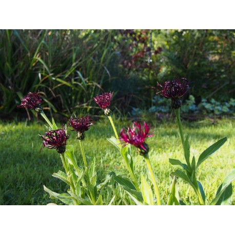 Centaurea montana 'Jordy'