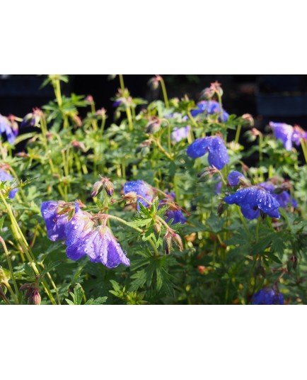 Geranium 'Johnson's Blue'