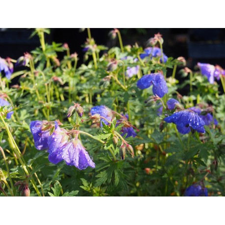 Geranium 'Johnson's Blue'