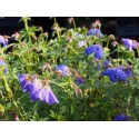 Geranium 'Johnson's Blue'