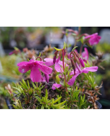 Phlox douglasii 'Cracker Jack'