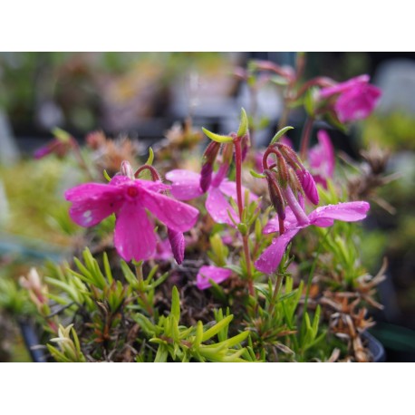 Phlox douglasii 'Cracker Jack'