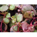 Sedum spurium 'Schorbuser Blut'