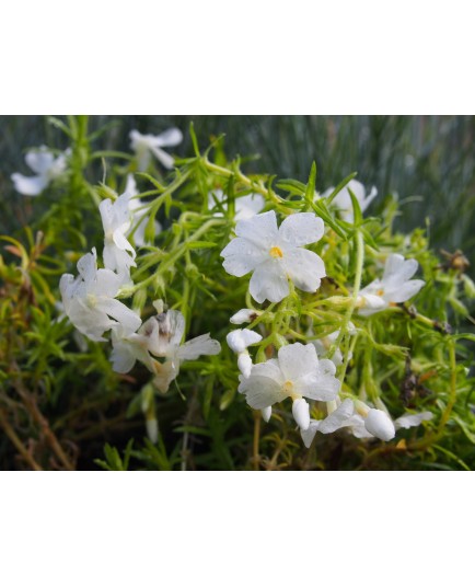 Phlox subulata 'White Delight'