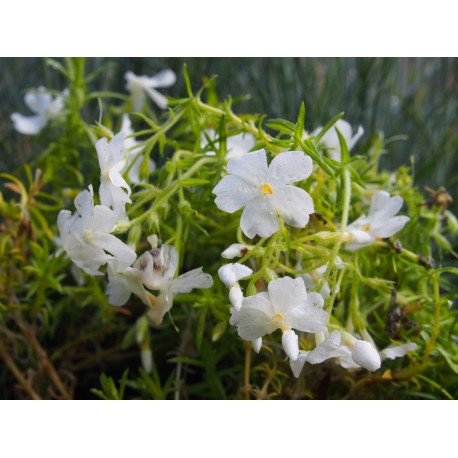 Phlox subulata 'White Delight'