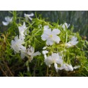 Phlox subulata 'White Delight'