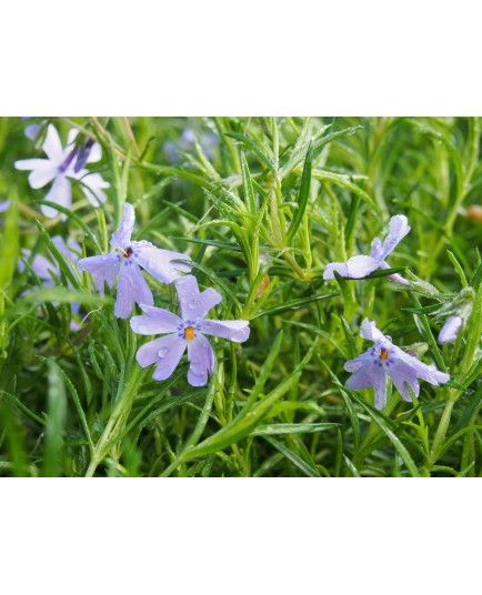 Phlox subulata 'Emerald Cushion Blue'