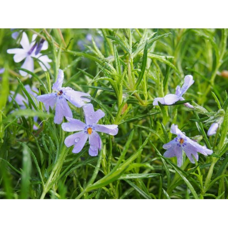 Phlox subulata 'Emerald Cushion Blue'