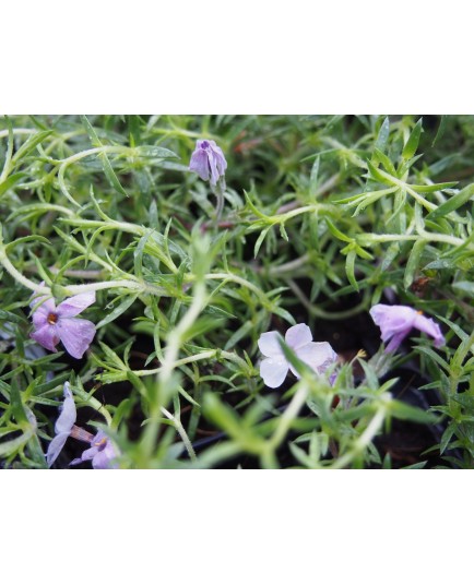 Phlox subulata 'Lilac Cloud'