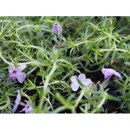 Phlox subulata 'Lilac Cloud'