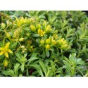 Sedum kamtchaticum floriferum 'Weihenstephanergold'