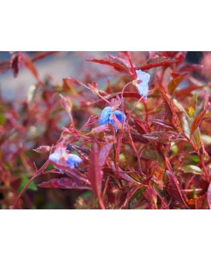 Veronica peduncularis 'Georgia Blue'