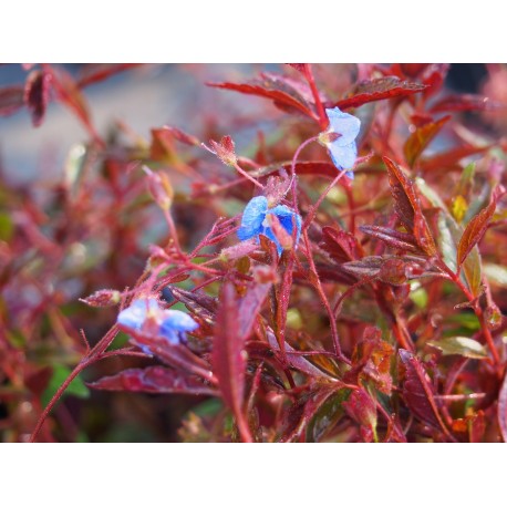 Veronica peduncularis 'Georgia Blue'