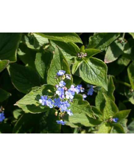 Brunnera macrophylla